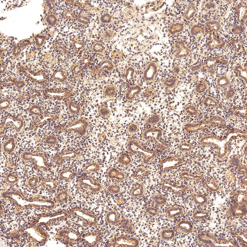 sars-cov-2 gene expression in a human fetus